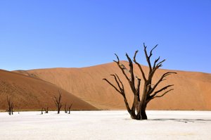 Un supercomputer per mappare tutti gli alberi del mondo