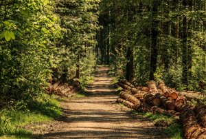 Sani:  'La manutenzione dei boschi preserva ambiente e crea lavoro, il taglio ceduo va consentito'