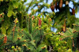 Per un Natale ecologico scegliere alberi veri, stelle e ciclamini