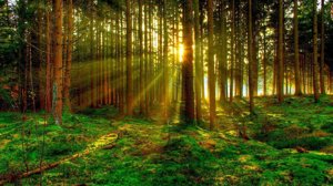 Le foreste europee e  l'occasione persa potrebbero smaltire il doppio della CO2 parola di greenpeace
