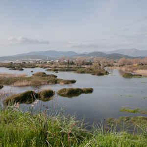 Il trattato di Ramsar e la tutela della biodiversità