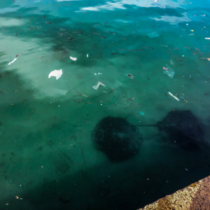 Nel 2050 il mare potrebbe ospitare più plastica che pesci