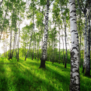Inquinamento atmosferico: quali gli alberi più adatti a combatterlo?