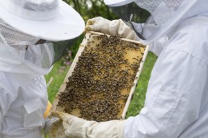 Ambiente, nel Cilento arrivano le api antismog