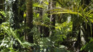 Si avvicina la stagione secca e torna a crescere la deforestazione nell’Amazzonia brasiliana