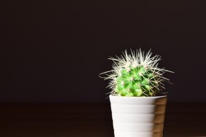 Come spine di cactus, il nuovo materiale anti-siccità che raccoglie l’acqua potabile