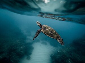 Giornata mondiale degli oceani 2021