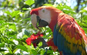 Oltre 10mila specie animali e vegetali rischiano l’estinzione in Amazzonia