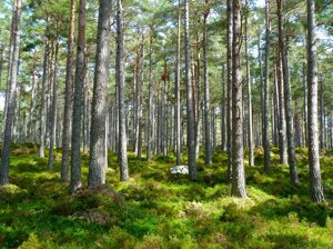 Unesco: 8mila ettari foreste italiane patrimonio umanità