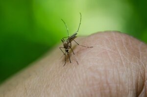 Cambiamenti climatici e virus: il ruolo di deforestazione e ambiente nella diffusione delle infezioni