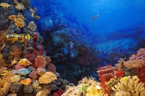 Costa Concordia: dopo 10 anni bene il ripristino ambientale dei fondali marini