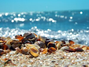 I pesticidi delle foreste danneggiano le specie marine