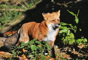 In Europa ritorna la fauna selvatica: le misure di protezione stanno funzionando