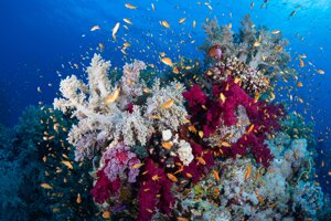 Mediterraneo meno inquinato e più sicuro per i cetacei