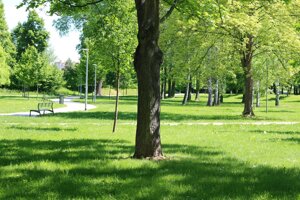 Pnrr, ok a 1,8 milioni di alberi nelle città metropolitane