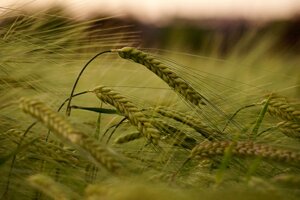 Agricoltura e sostenibilità: a Pavia nasce il riso a ridotto impatto ambientale
