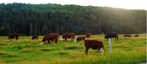 WWF: rendere sostenibili gli allevamenti e ridurre consumo di carne