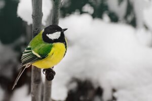 Inverno e piccoli volatili, aiutiamoli con il cibo adatto