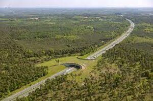 Corridoi ecologici, in California nascerà il più grande al mondo