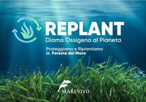 Marevivo lancia 'Replant' per proteggere le foreste del mare