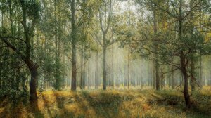 Sostenibilità, premio internazionale per Treedom: 3 milioni di alberi piantati nel mondo