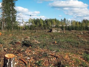 Ambiente, il Parlamento Ue approva la prima legge al mondo per vietare i prodotti provenienti da terreni deforestati