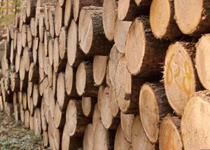 Energia, a rischio la filiera legno-arredo. Allasia: “aumentare uso di legname nazionale per una maggiore sostenibilità economica”