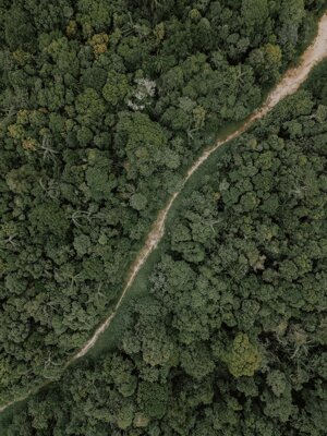 Foreste dell’Indonesia distrutte dalle miniere di nichel: la denuncia delle ong