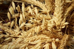 Maslin, uno studio valorizza la pratica di miscelare i semi di cereali per far fronte ai cambiamenti climatici