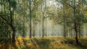 Studio italiano: l’aria della foresta diminuisce l’ansia