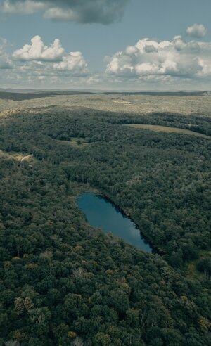 L’Amazzonia andrebbe riforestata: 