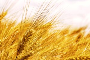 “Nuovo” grano più resistente ai cambiamenti climatici