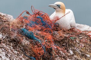 Animali malati di plastica