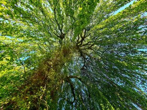 L’altra faccia del sistema dei carbon credit