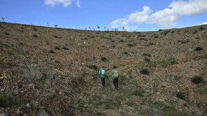 Contro incendi e ondate di calore Atene fa rivivere la foresta del mito