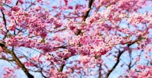 Sakura: il significato spirituale e la leggenda dei fiori giapponesi