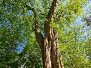 Confagricoltura e Assoverde creano Képos, associazione per promuovere la sostenibilità verde in Italia