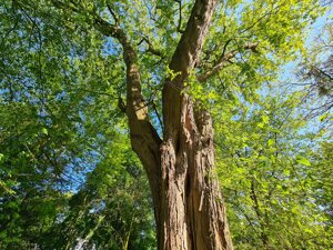 Confagricoltura e Assoverde creano Képos, associazione per promuovere la sostenibilità verde in Italia