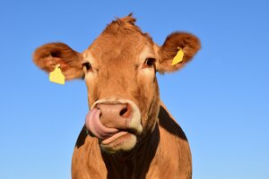 Riscaldamento globale? Colpa anche dei rutti delle mucche