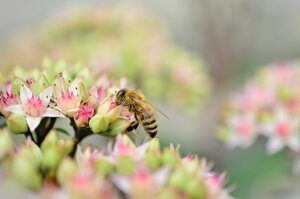 Biodiversità: Pichetto, è valore di crescita, tema al centro della nostra Presidenza G7