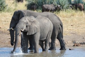 Sos elefante, WWF: in 100 anni persi più di 9 elefanti su 10 in Africa