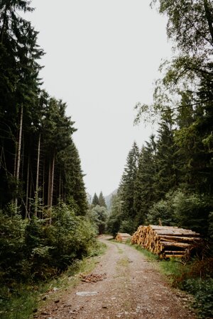 L’UE mette un freno all’importazione di prodotti responsabili della deforestazione