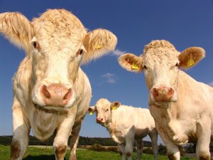 È possibile allevare mucche che producano meno metano?