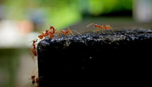 La formica di fuoco è arrivata in Europa: primo avvistamento in Sicilia. Trovati 88 nidi