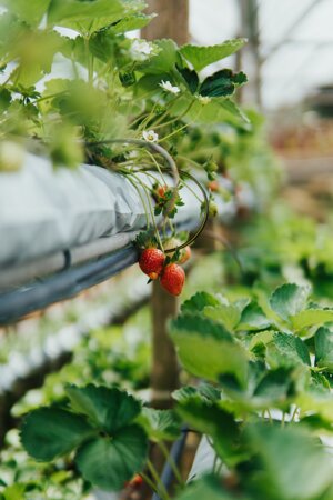 La rivoluzione idroponica parte dalla Puglia, dove sorgerà la prima fattoria acquaponica d’Europa