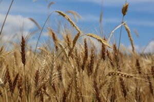 Nell’Unione Europea i piani agricoli nazionali sono di un colore verde sbiadito