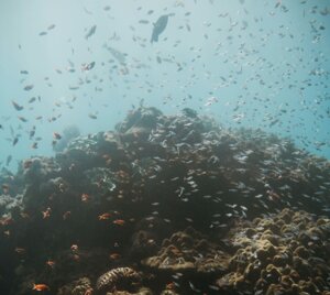 Una scoperta nelle profondità marine getta nuova luce sulle forme di vita che la abitano