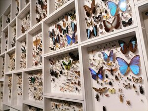 In mostra al Palaexpo l’elogio della diversità che rende viva la Terra
