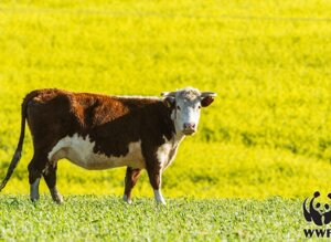 In 60 anni triplicato il consumo di carne in Italia. 80 chili a persona ogni anno