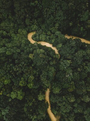 La foresta amazzonica potrebbe collassare entro il 2050